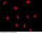 Chromobox protein homolog 1 antibody, 100765-T38, Sino Biological, Immunohistochemistry frozen image 