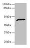 Alcohol Dehydrogenase 7 (Class IV), Mu Or Sigma Polypeptide antibody, LS-B13787, Lifespan Biosciences, Western Blot image 