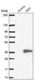 2-Aminoethanethiol Dioxygenase antibody, PA5-58690, Invitrogen Antibodies, Western Blot image 