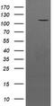 Protein Tyrosine Kinase 7 (Inactive) antibody, CF504076, Origene, Western Blot image 