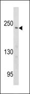 PCM1 antibody, 62-944, ProSci, Western Blot image 