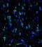 14-3-3 Epsilon antibody, orb323203, Biorbyt, Immunofluorescence image 