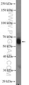 Thromboxane A2 Receptor antibody, 27159-1-AP, Proteintech Group, Western Blot image 