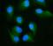RalA Binding Protein 1 antibody, M01403-4, Boster Biological Technology, Immunofluorescence image 