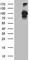 Proprotein Convertase Subtilisin/Kexin Type 9 antibody, CF811839, Origene, Western Blot image 