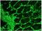 Vimentin antibody, BM6008P, Origene, Immunohistochemistry paraffin image 