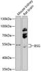 Basigin (Ok Blood Group) antibody, 15-291, ProSci, Western Blot image 