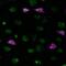V5 epitope tag antibody, NB600-381, Novus Biologicals, Immunohistochemistry frozen image 