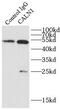 Calneuron 1 antibody, FNab01209, FineTest, Immunoprecipitation image 