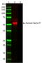 PFC antibody, MCA2617, Bio-Rad (formerly AbD Serotec) , Immunohistochemistry frozen image 