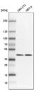 Protein Phosphatase 1 Regulatory Subunit 8 antibody, HPA027452, Atlas Antibodies, Western Blot image 
