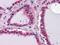 Laminin subunit beta-1 antibody, GTX83109, GeneTex, Immunohistochemistry paraffin image 