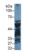 Pancreatic Lipase antibody, LS-C723762, Lifespan Biosciences, Western Blot image 