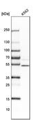 Ubiquitin Protein Ligase E3 Component N-Recognin 3 antibody, PA5-57255, Invitrogen Antibodies, Western Blot image 