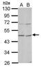 Osteomodulin antibody, PA5-30978, Invitrogen Antibodies, Western Blot image 