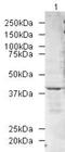 Peptidyl Arginine Deiminase 2 antibody, PA5-19474, Invitrogen Antibodies, Western Blot image 