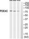 Phosphodiesterase 4C antibody, TA313393, Origene, Western Blot image 