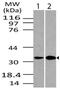 DNA Damage Regulated Autophagy Modulator 1 antibody, MBS668136, MyBioSource, Western Blot image 