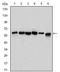 BECN1 antibody, AM06595SU-N, Origene, Western Blot image 