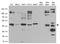 Bone Morphogenetic Protein 2 antibody, TA890048, Origene, Western Blot image 