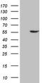4-Aminobutyrate Aminotransferase antibody, TA806896S, Origene, Western Blot image 