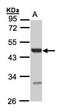 Uronyl 2-Sulfotransferase antibody, NBP1-32585, Novus Biologicals, Western Blot image 