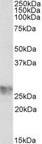 Intercellular Adhesion Molecule 4 (Landsteiner-Wiener Blood Group) antibody, STJ72932, St John
