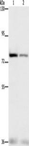 Nuclear factor erythroid 2-related factor 1 antibody, TA349420, Origene, Western Blot image 