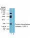 Protein Phosphatase 1 Regulatory Inhibitor Subunit 1A antibody, NBP2-24490, Novus Biologicals, Western Blot image 