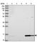 Dual Specificity Phosphatase 23 antibody, HPA045792, Atlas Antibodies, Western Blot image 