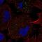 Fibroblast Growth Factor Receptor Like 1 antibody, NBP2-56879, Novus Biologicals, Immunofluorescence image 
