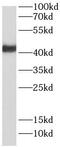 Ring Finger Protein 34 antibody, FNab10144, FineTest, Western Blot image 
