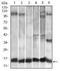 C-C Motif Chemokine Ligand 2 antibody, MA5-17040, Invitrogen Antibodies, Western Blot image 