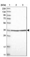 Fibrinogen Silencer Binding Protein antibody, NBP2-76996, Novus Biologicals, Western Blot image 
