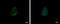 Crystallin Zeta antibody, GTX118270, GeneTex, Immunofluorescence image 