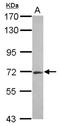 R3H Domain Containing 2 antibody, NBP2-20032, Novus Biologicals, Western Blot image 