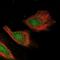 CXXC Finger Protein 1 antibody, NBP1-91816, Novus Biologicals, Immunofluorescence image 