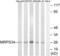 Mitochondrial Ribosomal Protein S34 antibody, abx014590, Abbexa, Western Blot image 