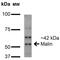 Stromal Antigen 3 antibody, MA5-27588, Invitrogen Antibodies, Western Blot image 