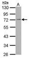 Phosphodiesterase 4C antibody, PA5-31154, Invitrogen Antibodies, Western Blot image 