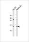 Eukaryotic Translation Initiation Factor 1 antibody, 61-199, ProSci, Western Blot image 