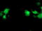 PENT antibody, M02813, Boster Biological Technology, Immunofluorescence image 