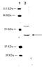 Prostaglandin F2-alpha receptor antibody, A04716, Boster Biological Technology, Western Blot image 