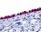 Adhesion G Protein-Coupled Receptor D1 antibody, PA1-32849, Invitrogen Antibodies, Immunohistochemistry frozen image 