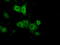 PKR2 antibody, LS-C115180, Lifespan Biosciences, Immunofluorescence image 