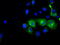 Phosphodiesterase 4A antibody, LS-C115235, Lifespan Biosciences, Immunofluorescence image 