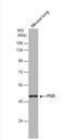 Phosphogluconate Dehydrogenase antibody, NBP1-31589, Novus Biologicals, Western Blot image 