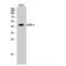 GATA Binding Protein 4 antibody, LS-C383657, Lifespan Biosciences, Western Blot image 