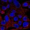 Autophagy Related 9A antibody, HPA059551, Atlas Antibodies, Immunofluorescence image 