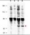 Fanconi anemia group F protein antibody, orb86562, Biorbyt, Western Blot image 